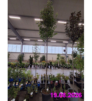 Pyrus calleryana 'Chanticleer' C 30 L
